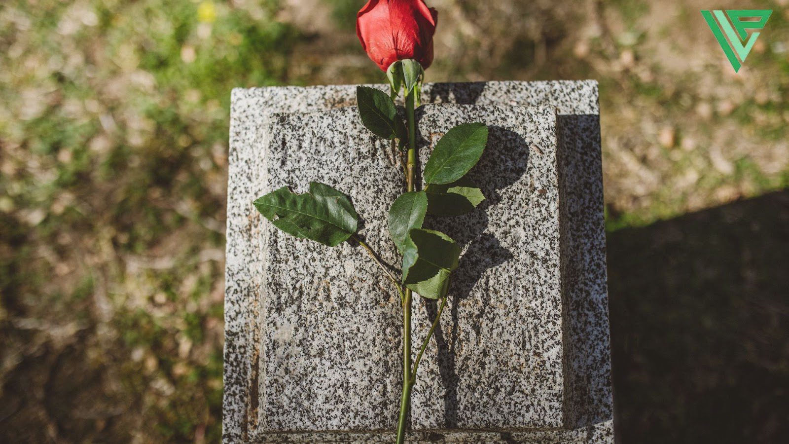 A single red rose with green leaves rests against a granite headstone in a cemetery, with blurred grass visible in the background.